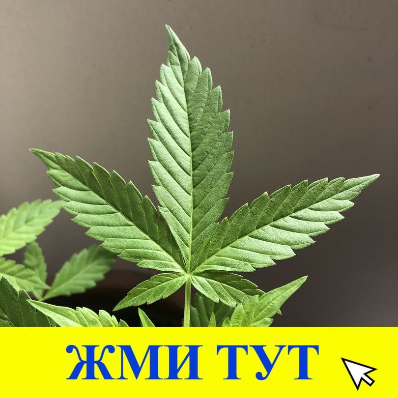 Купить наркотики в Зуевке